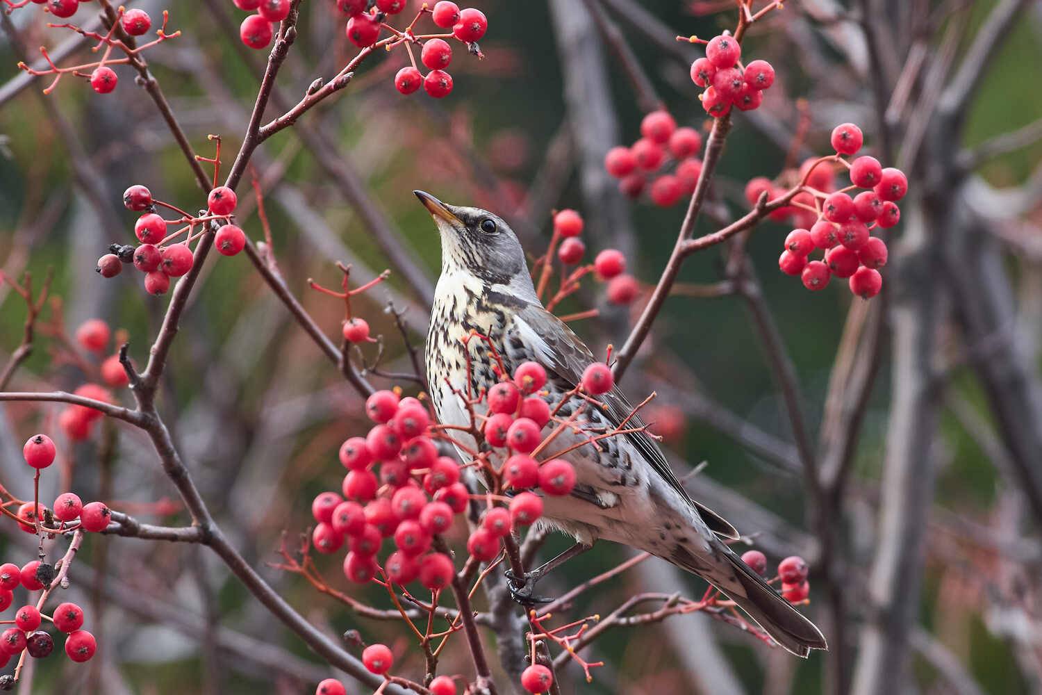 Turdus pilaris, рябинник, Павел Сторчилов