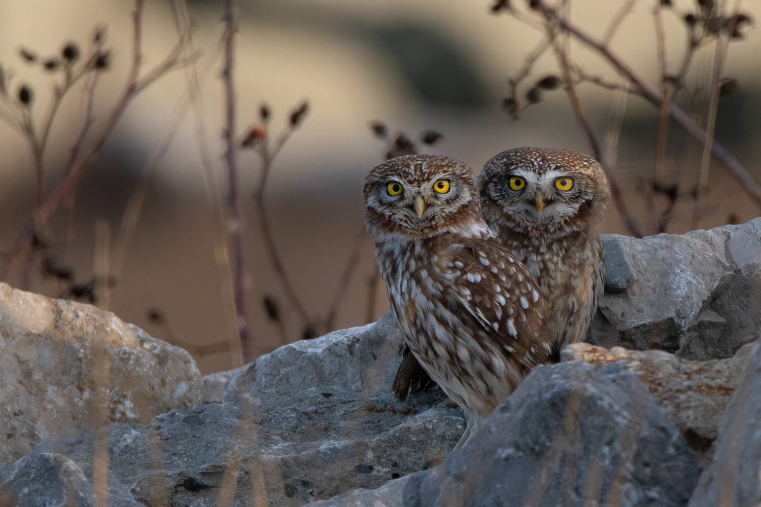 , Ожиганова Людмила