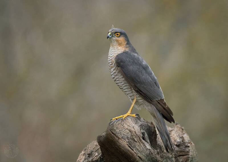 Lens and Feathers фото превью