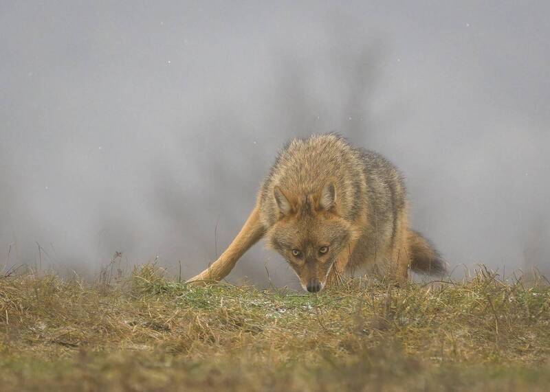 Золотой шакал фото превью