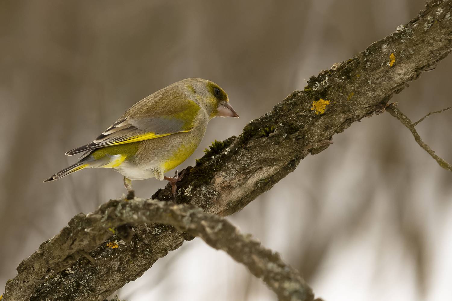 , Валерий Черняк