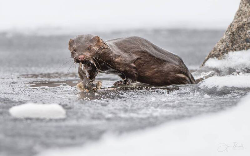 норка, хищник, алтайский край, норка американкая, алтай, озеро светлое, рыбалка, рыболов ГОЛЛУМ фото превью