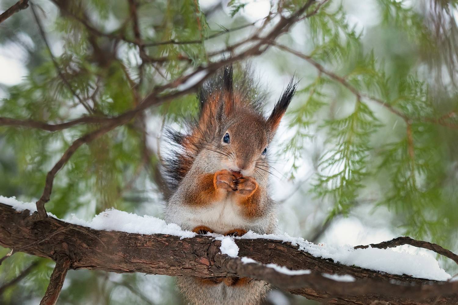 , Корнеев Алексей