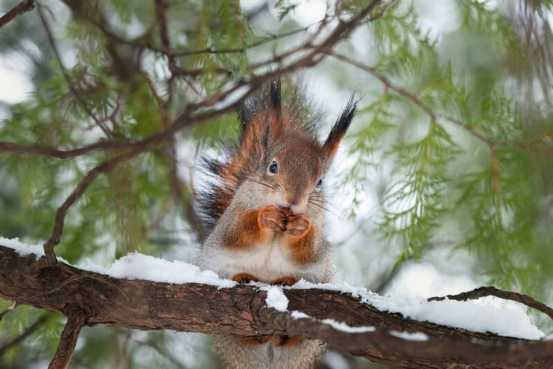 Белка фото превью