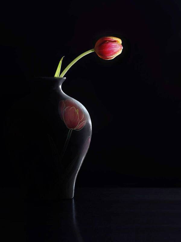 тюльпаны фото превью