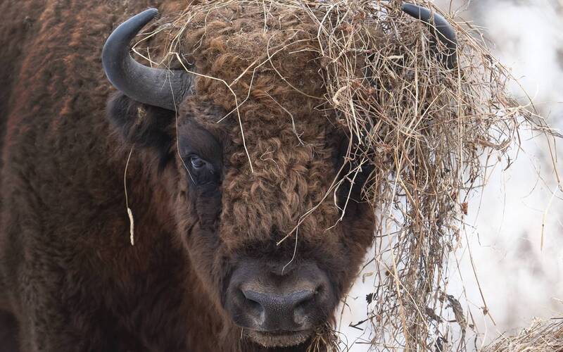 Маскировка…  Disguise... фото превью