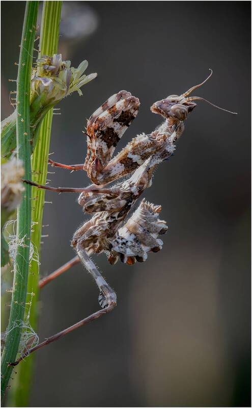 Богомол.Нимфа Blepharopsis mendica. фото превью