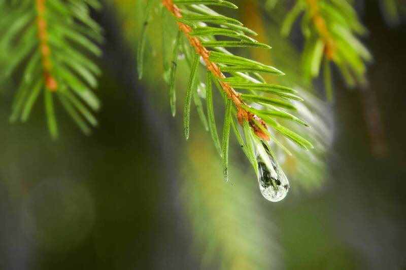 капля, ветка Лесная зарисовка фото превью