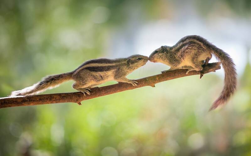 пальмовая белка, белка Северная пальмовая белка (лат. Funambulus pennantii). фото превью