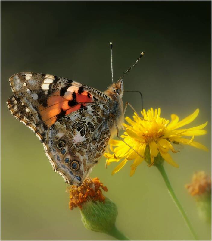 Бабочка. Репейница ( Vanessa cardui ) фото превью