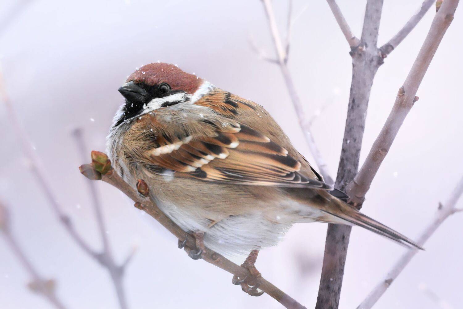 , Полина Шальнева