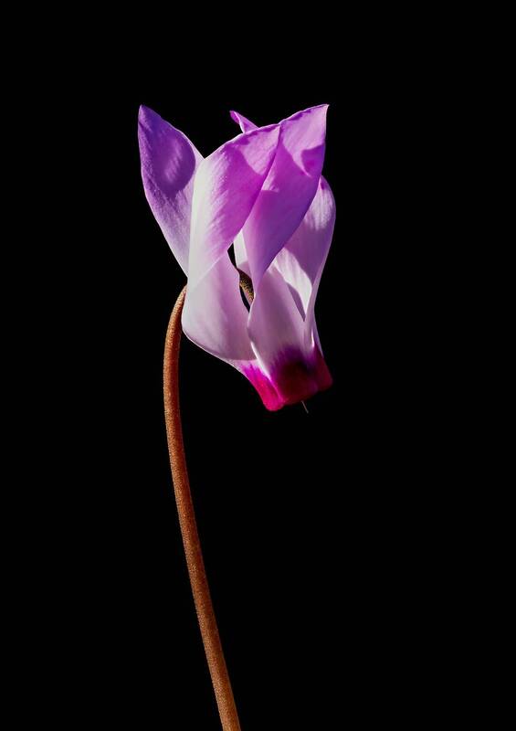 цикламен, cyclamen Цикламен.cyclamen. фото превью