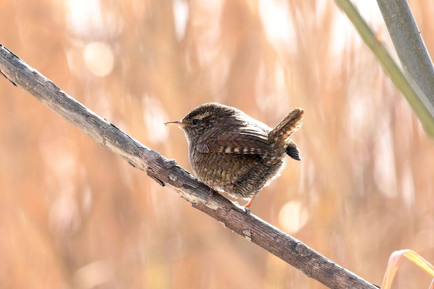 крапивник, птицы поволжья, СФДП, фотографы ульяновска, фотоохота, Евгений Софронов