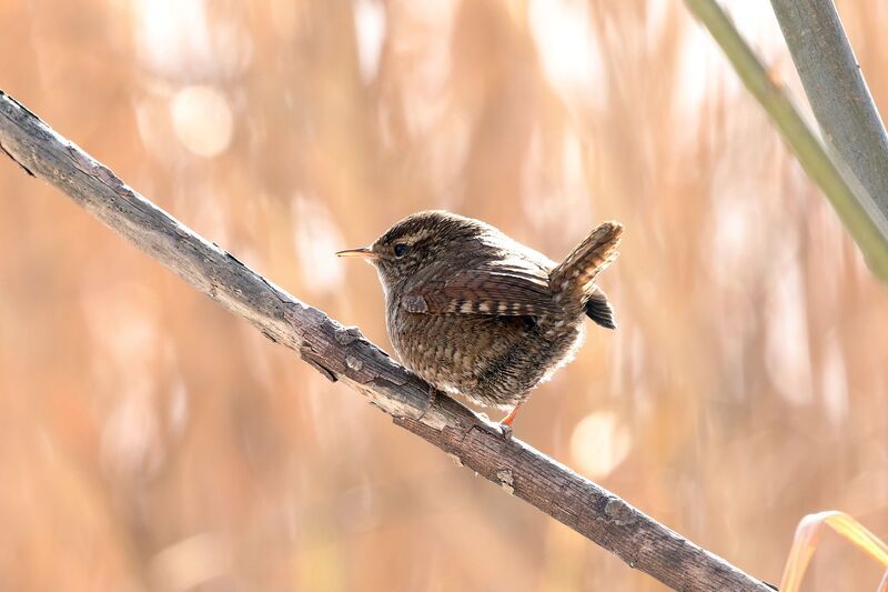 крапивник, птицы поволжья, СФДП, фотографы ульяновска, фотоохота Весёлый крапивник фото превью