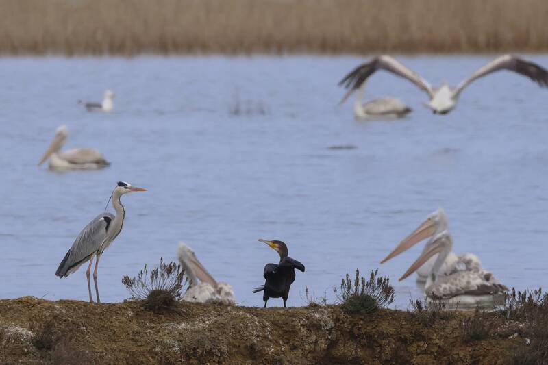 цапли, бакланы, пеликаны, озеро турали, дагестан Птичий дом.. фото превью