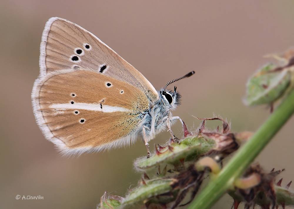 голубянка, damon армения, Александр Чувилин