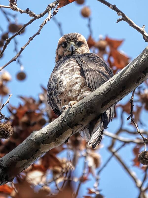 aves, brazil, brasil, uruguai, uruguay, birds, gavião, gavilán, gaviãozinho, gavilancito, hawk, sparrow-hawk, little hawk, pomba, paloma, dove, beija-flor, colibrí, picaflor, hummingbird, coruja, lechuza, owl Aves / Birds фото превью