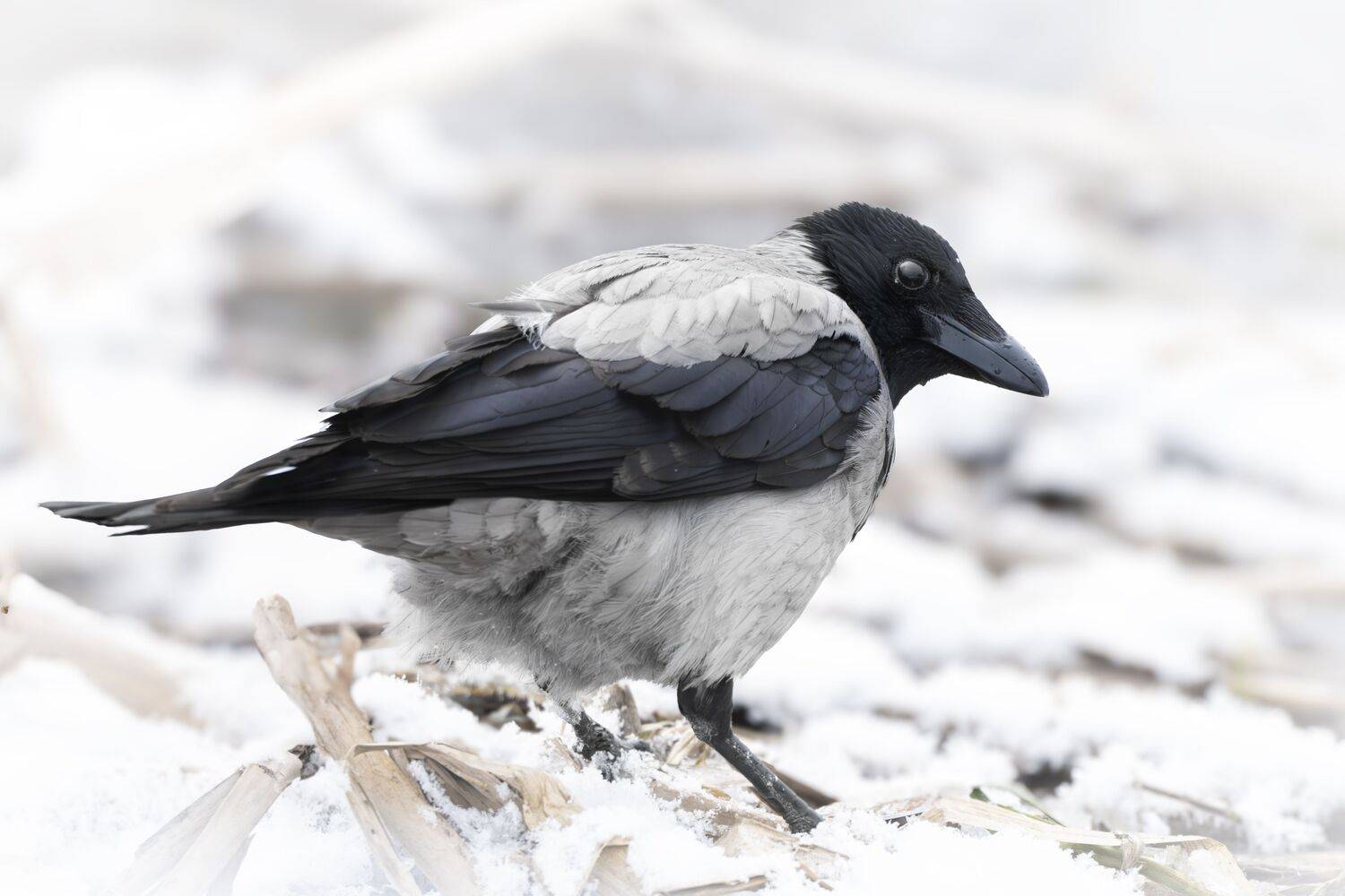 , Полина Шальнева