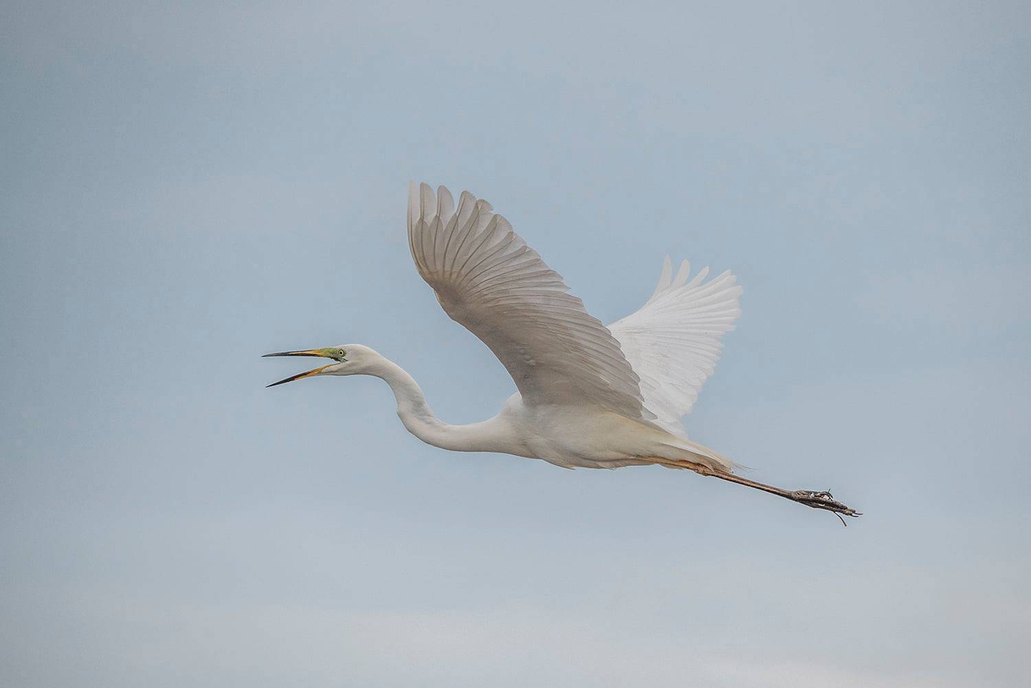 большая белая цапля, крым, лебяжьи острова, портовое, птица, Савчук Сергей