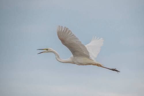 Большая белая цапля