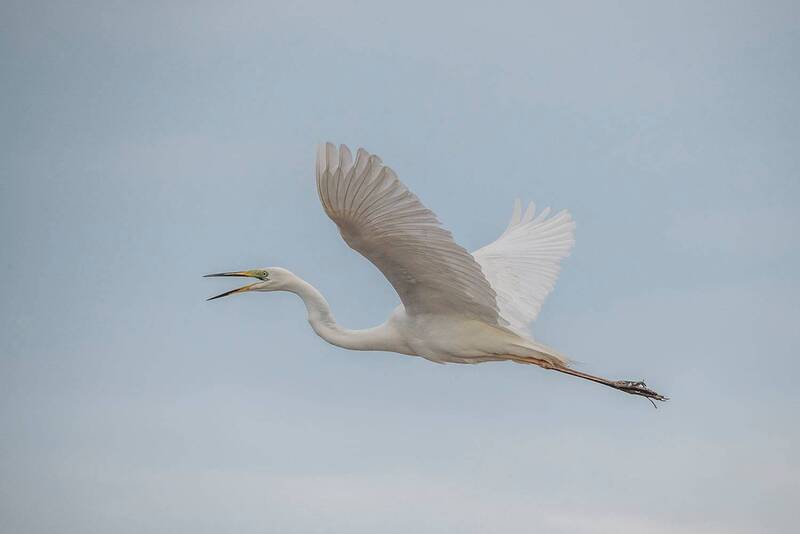большая белая цапля, крым, лебяжьи острова, портовое, птица Большая белая цапля фото превью