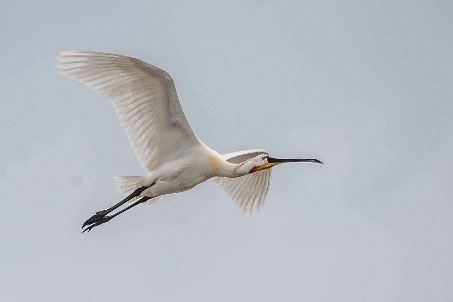 колпица, птица, крым, лебяжьи острова, Савчук Сергей