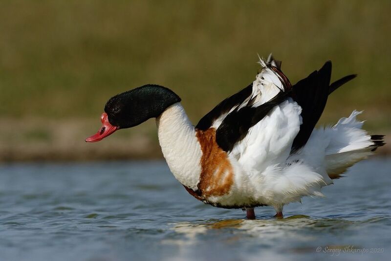 Я красавец фото превью