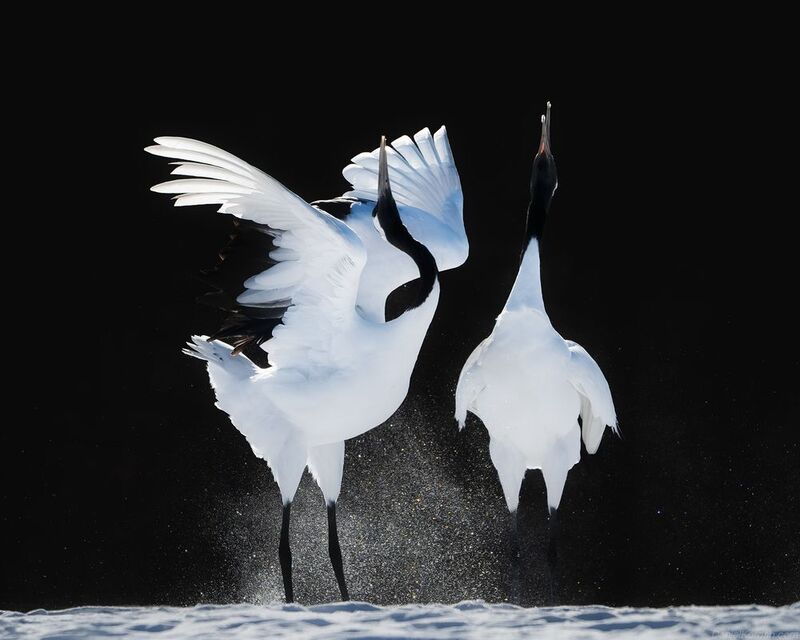 Tango in black and white фото превью