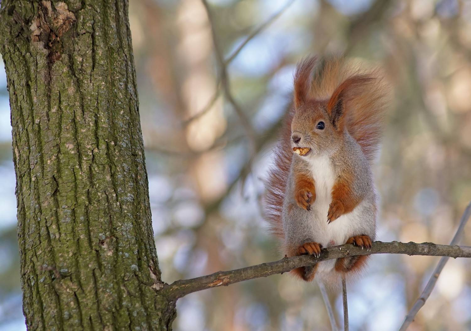 Белка, Чепленко Алексей