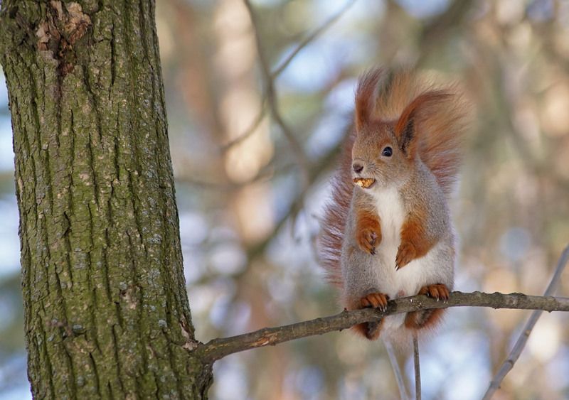 Белка Незашло фото превью