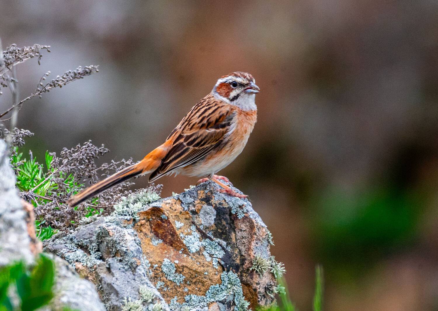 красноухая овсянка, птица, приморский край, остров шкота, Савчук Сергей