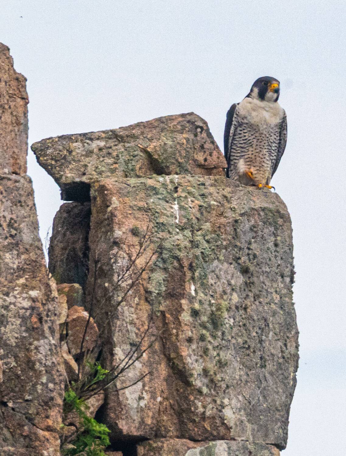 сапсан, птица, сокол, приморский край, остров шкота, Савчук Сергей
