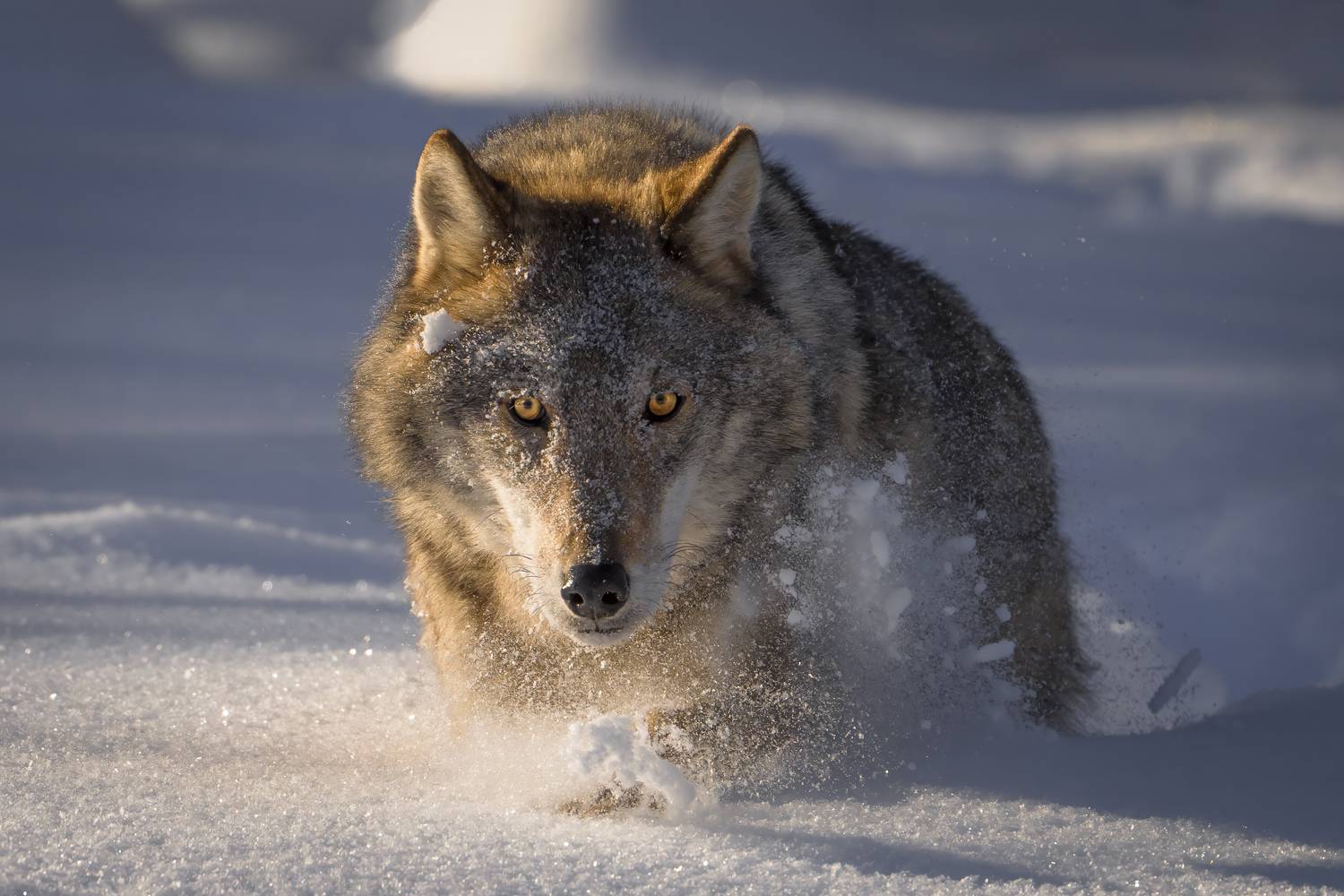 волк, красный бор, Mikhail Ioannisian