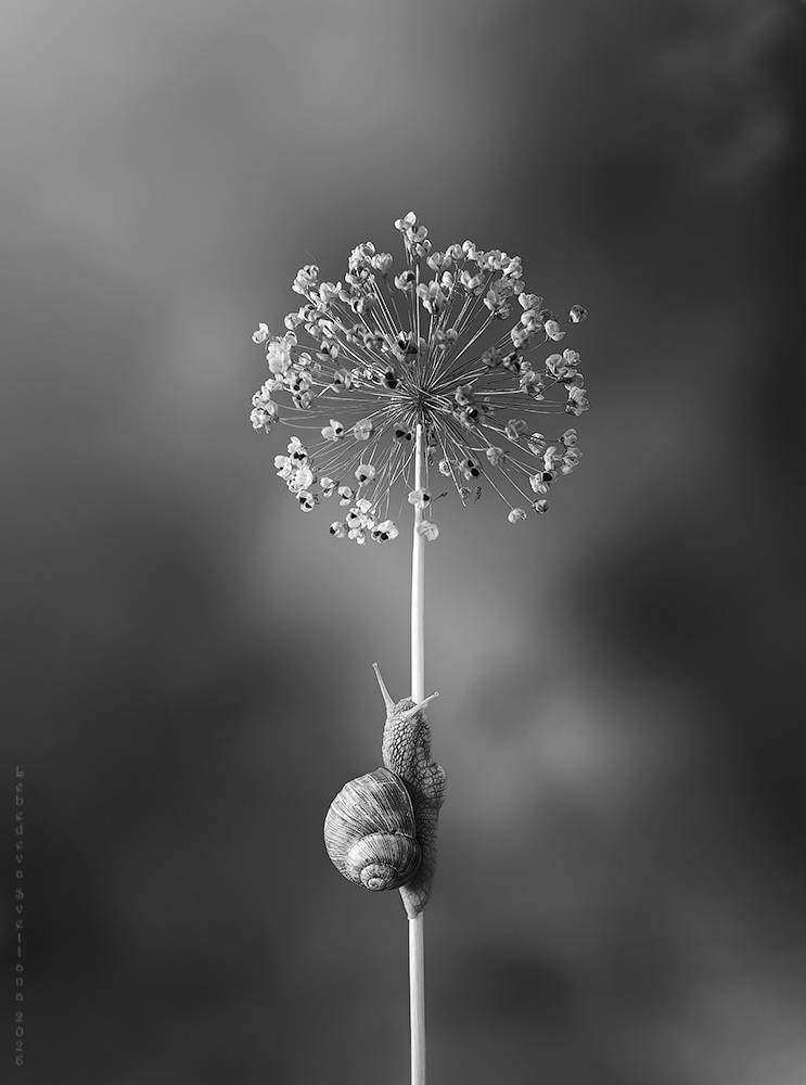 улитка, Светлана Л.