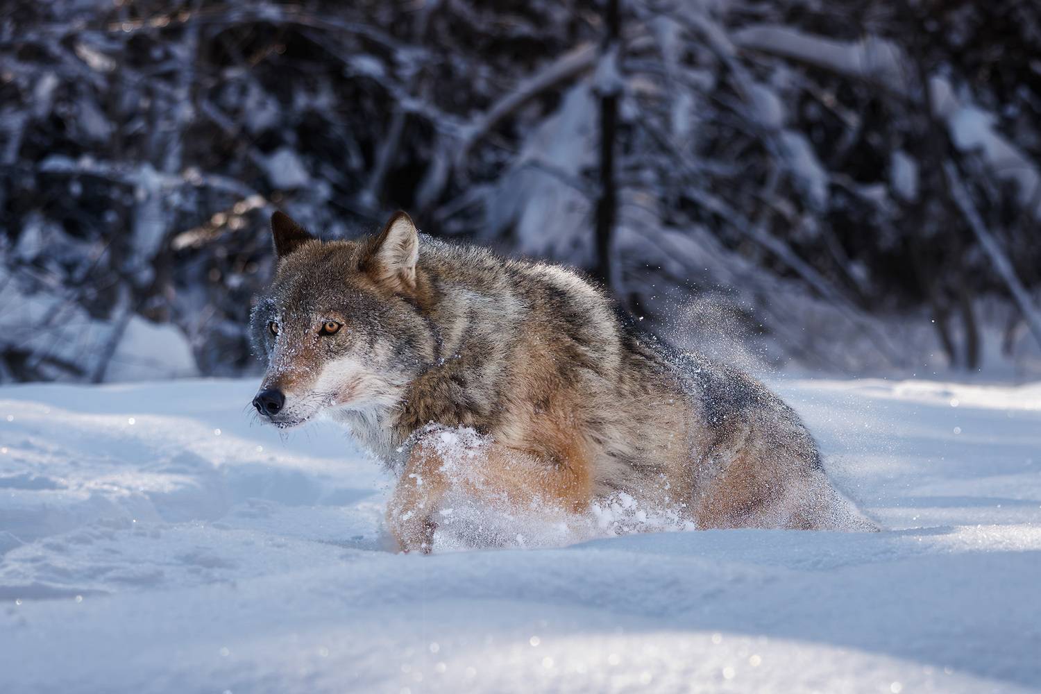 , Морозов Сергей