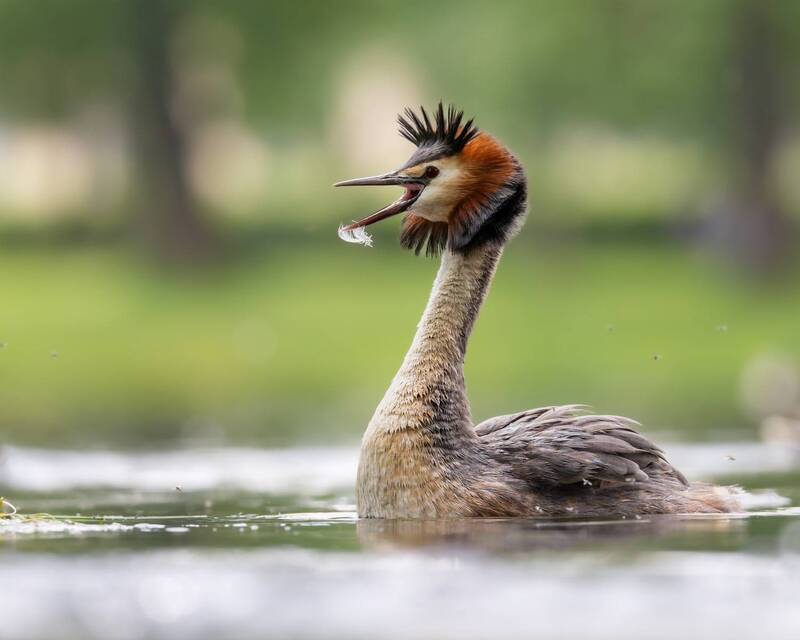 большая поганка, поганка, чомга, птицы Удивление фото превью