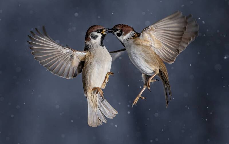 фото превью