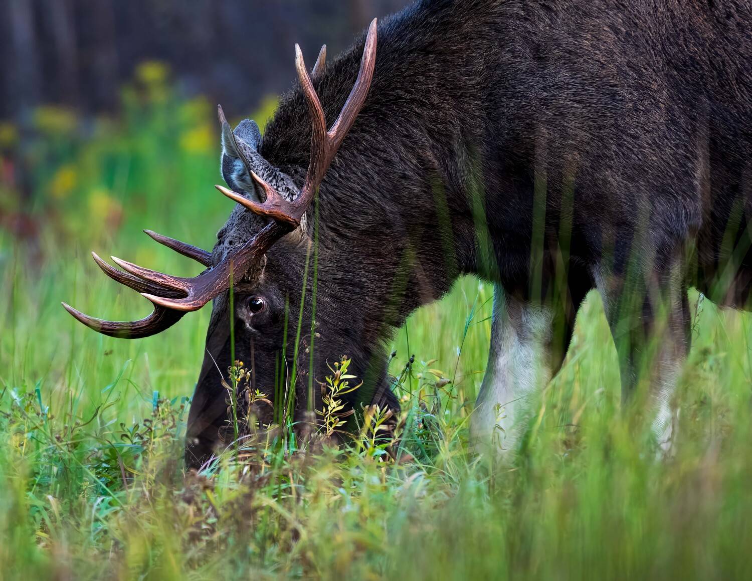 , Павел Ныриков