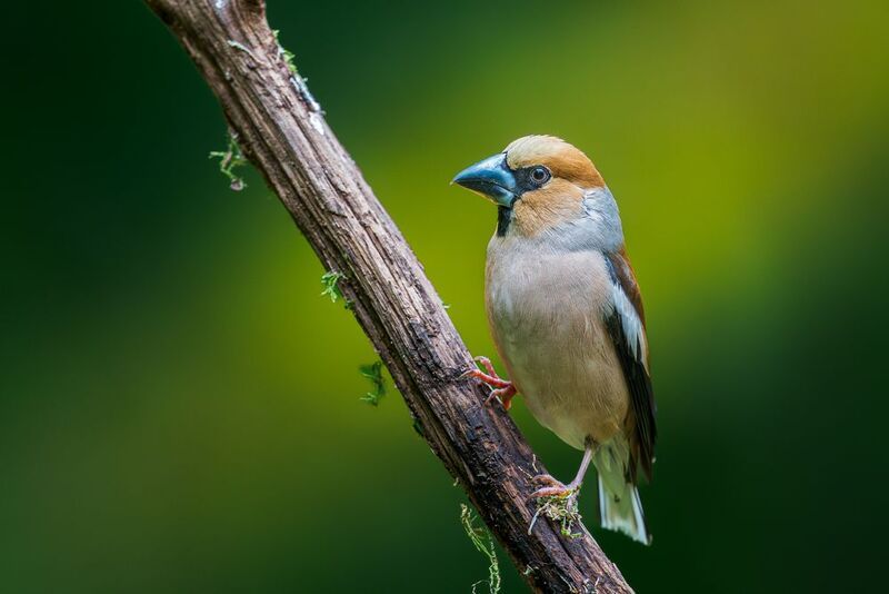 Hawfinch фото превью