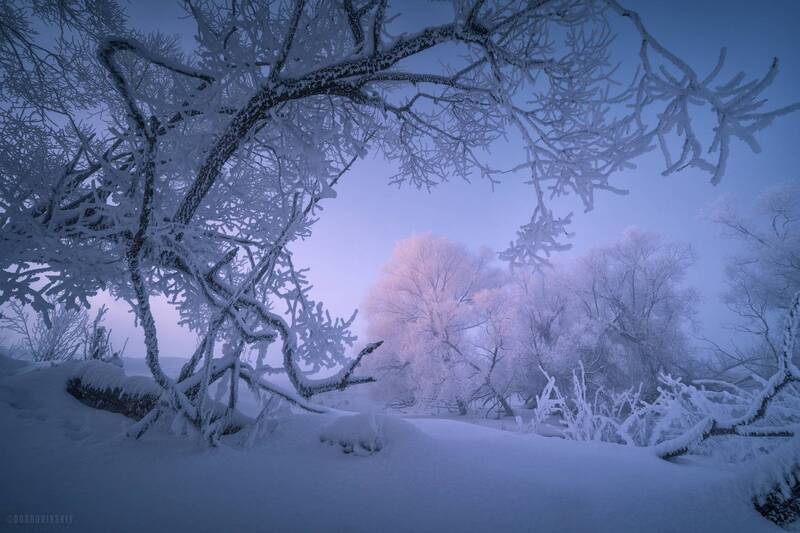 девевья, снег, иней, рассвет, мороз, зима *** фото превью