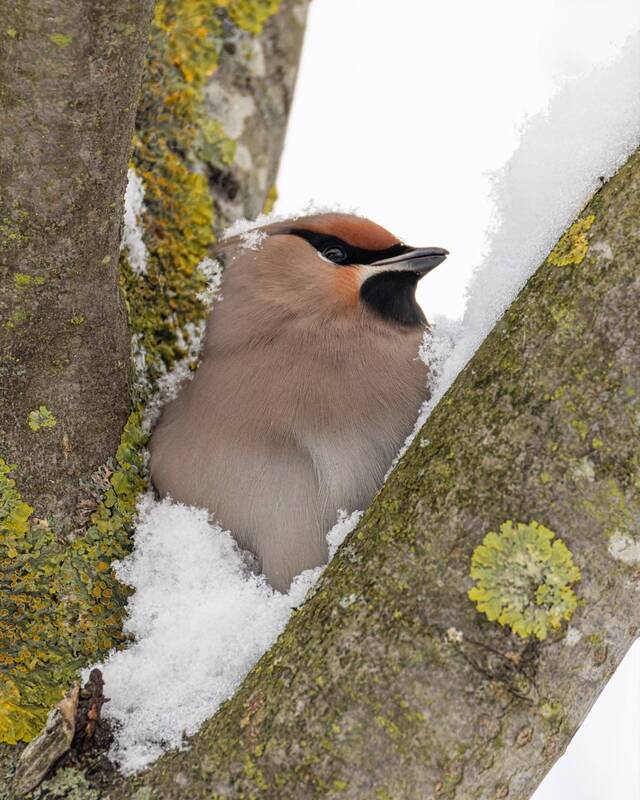 свиристель, птицы Ты что - застрял? - спросил он. - Не-ет, я просто отдыхаю фото превью