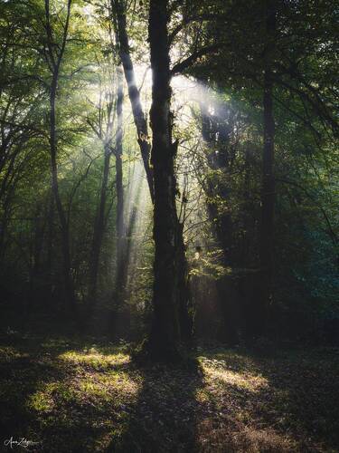 Spot Light