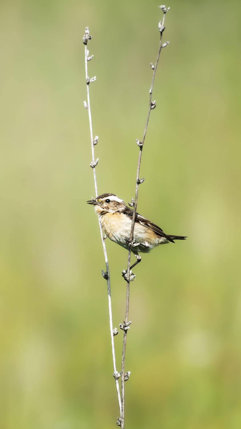 , Полина Шальнева