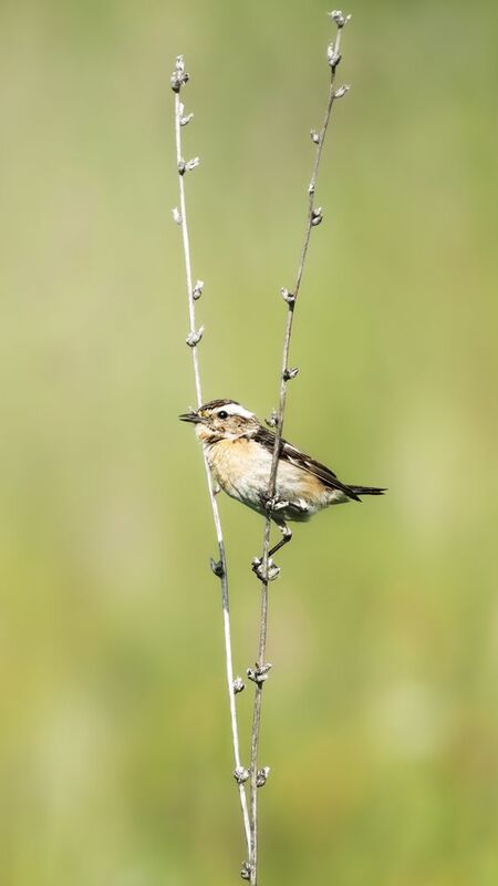 Луговой чекан  фото превью