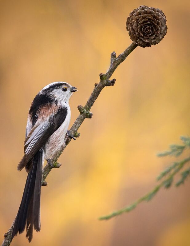 Long-tailed Ti фото превью