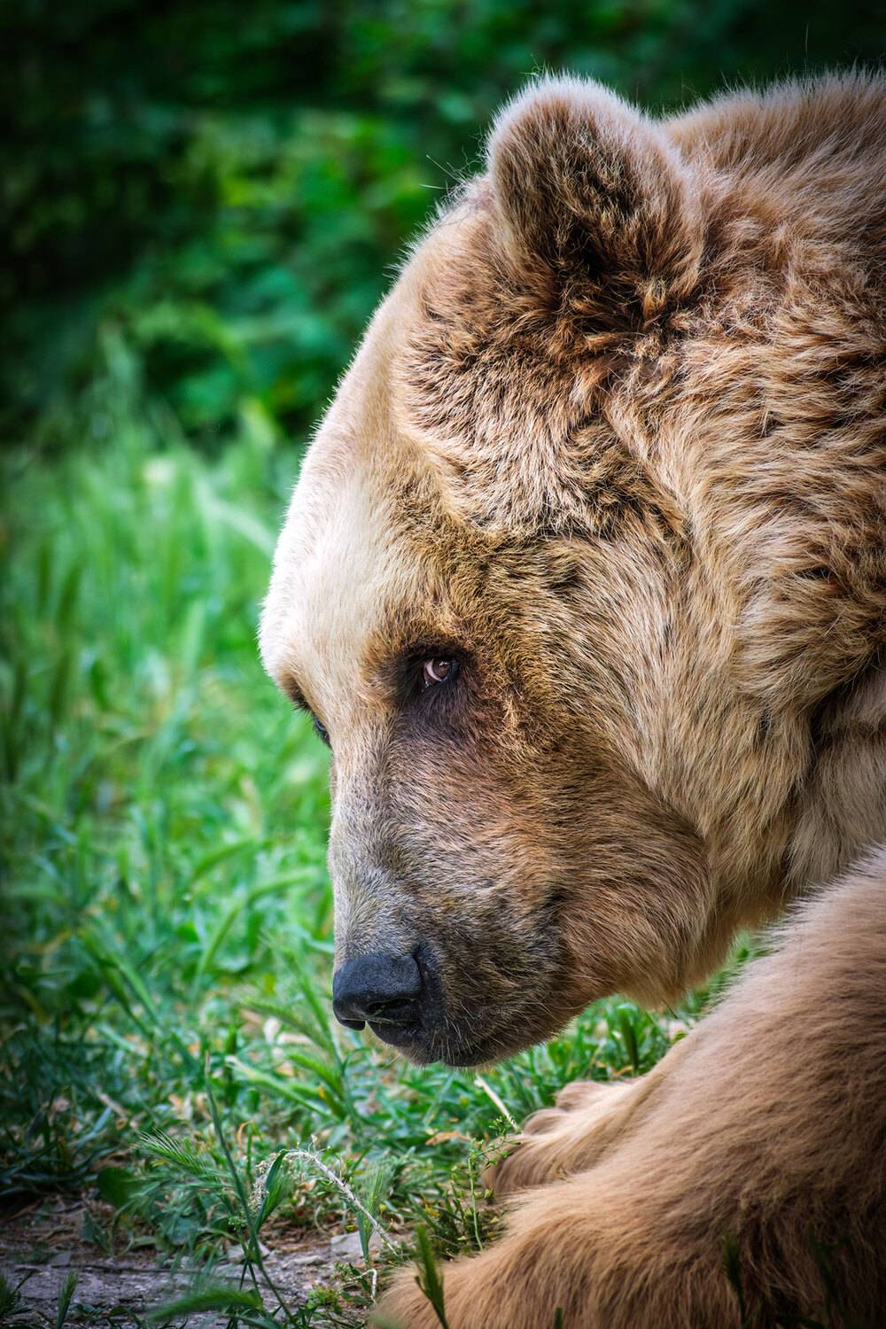 Медведь, Владимир Сковородников
