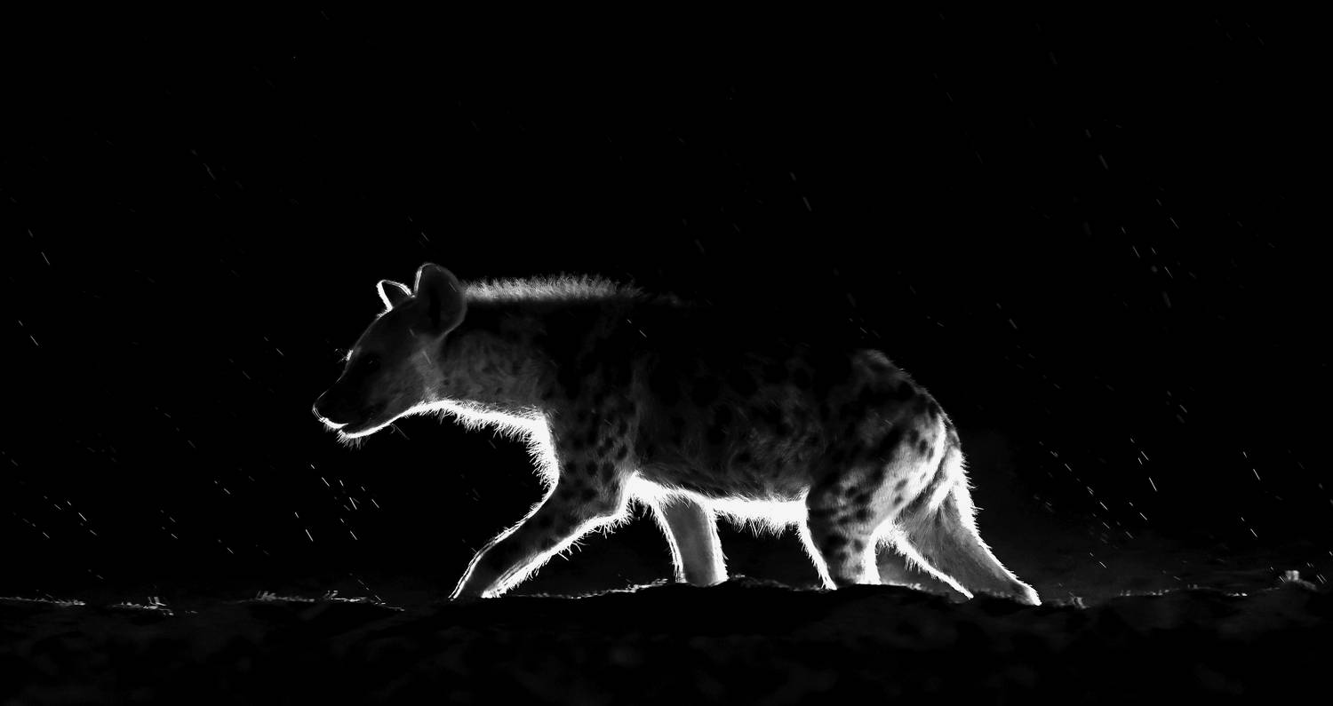 , Гудков Андрей