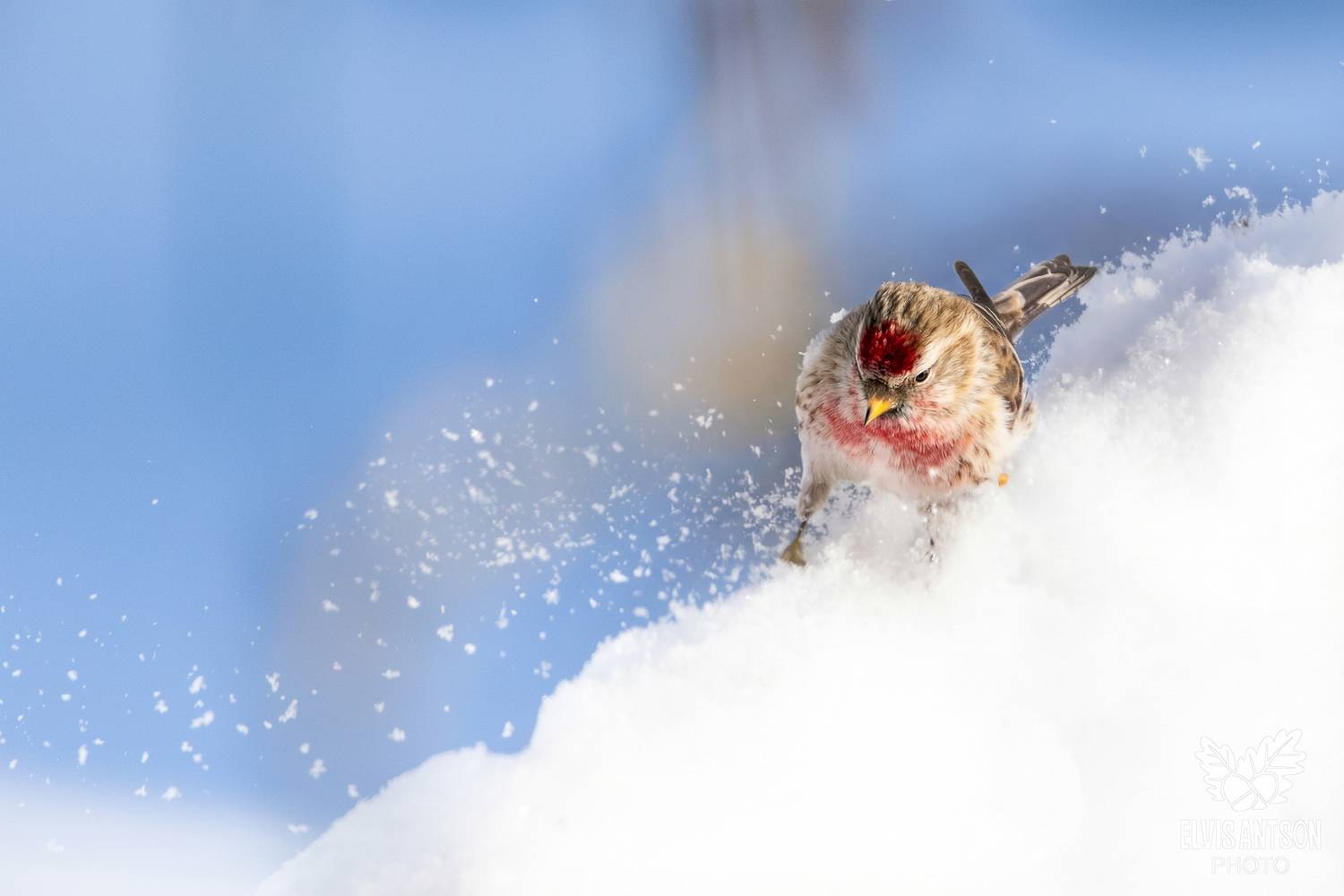 чечётка, птицы, орнитология, птицы россии, костромская область, birds, birdwatching, elvis antson, братья наши меньшие, Elvis Antson