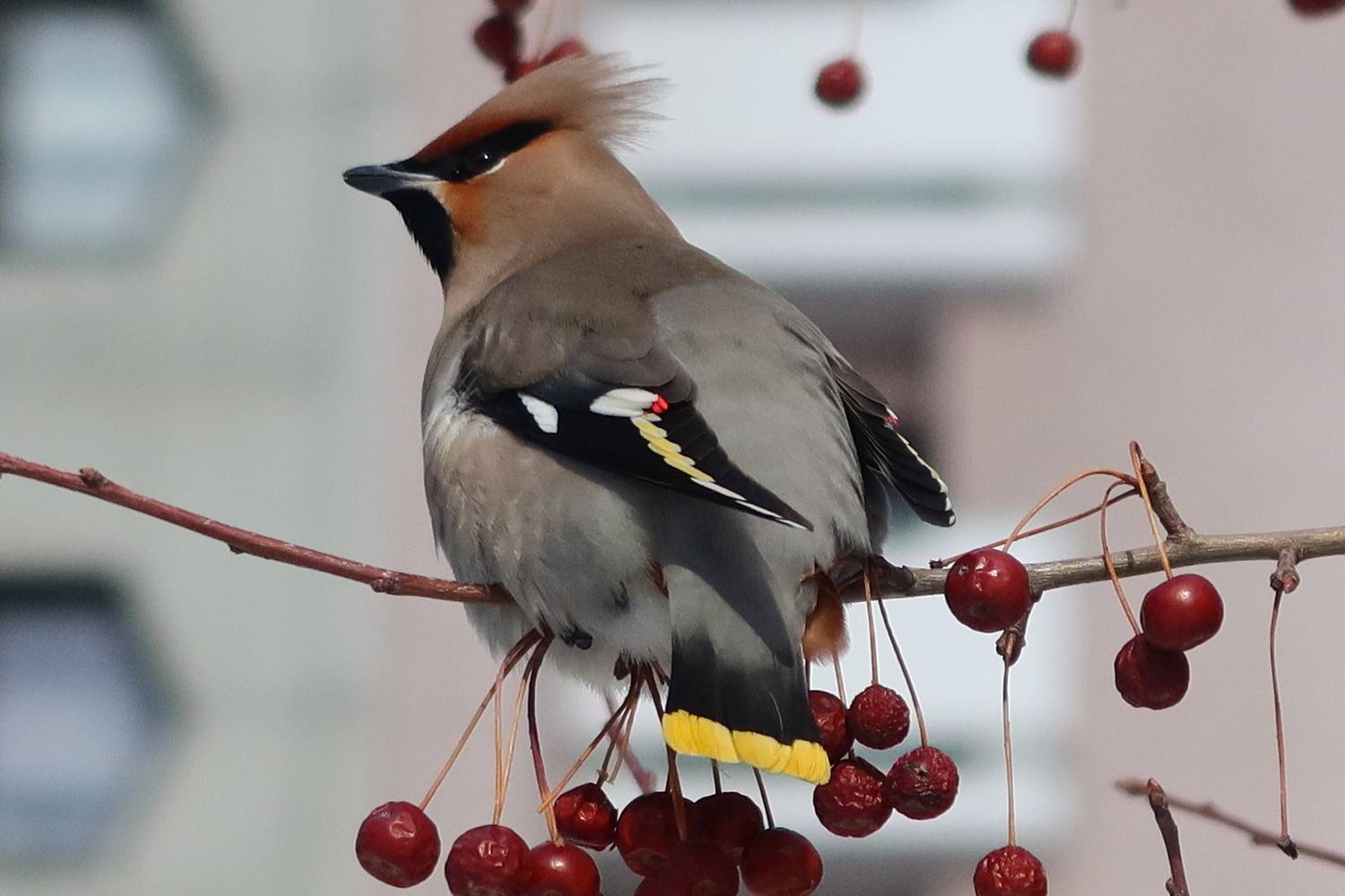 птицы, свиристель, Козлова Галина