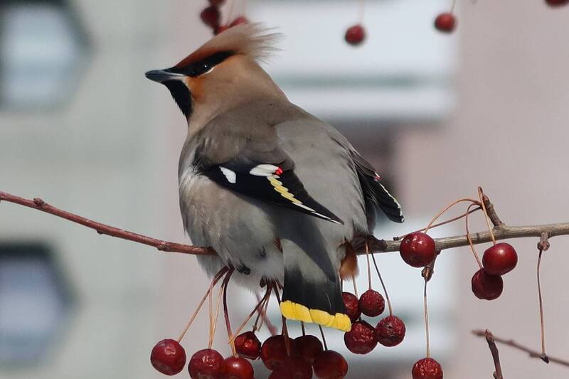птицы, свиристель Свиристель в городе фото превью